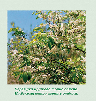 Зелёные гости /Н.Д. Спирина